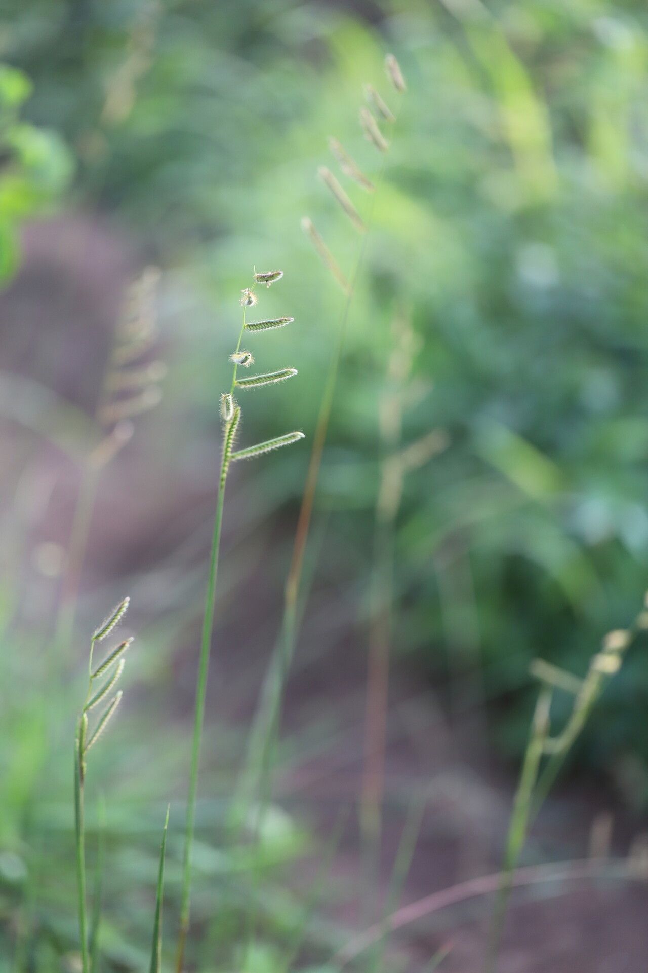 Urochloa jubata flower