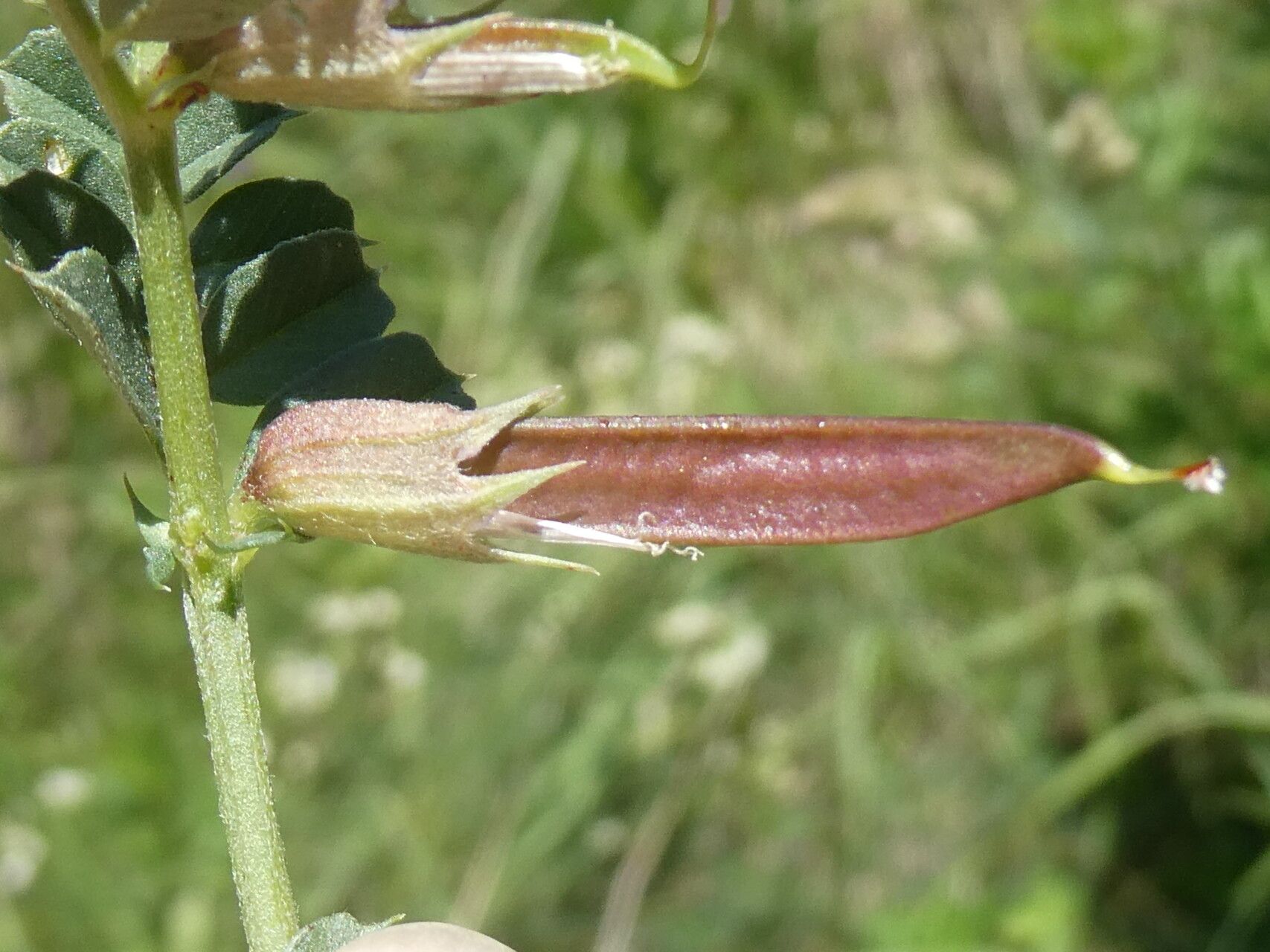 Vicia pyrenaica fruit