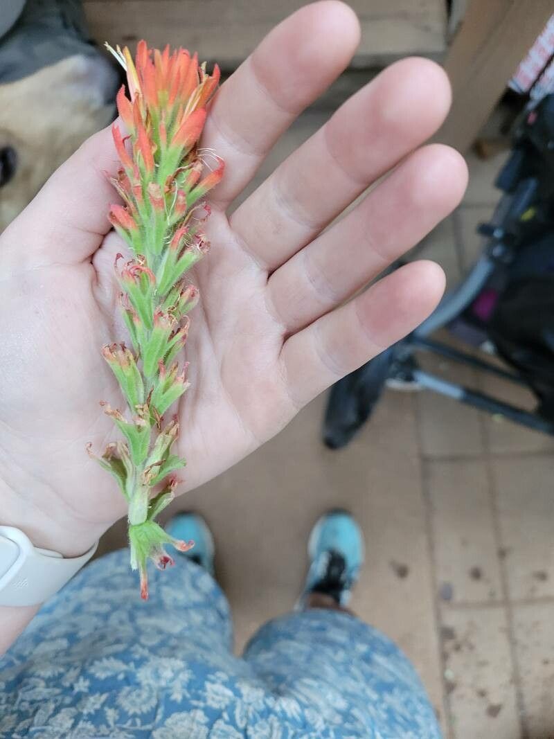 Castilleja pruinosa — search result for 'Castilleja'