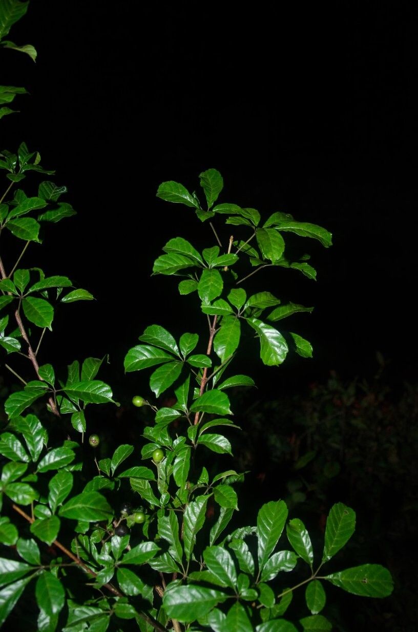 Vitex micrantha — houseplant care guide