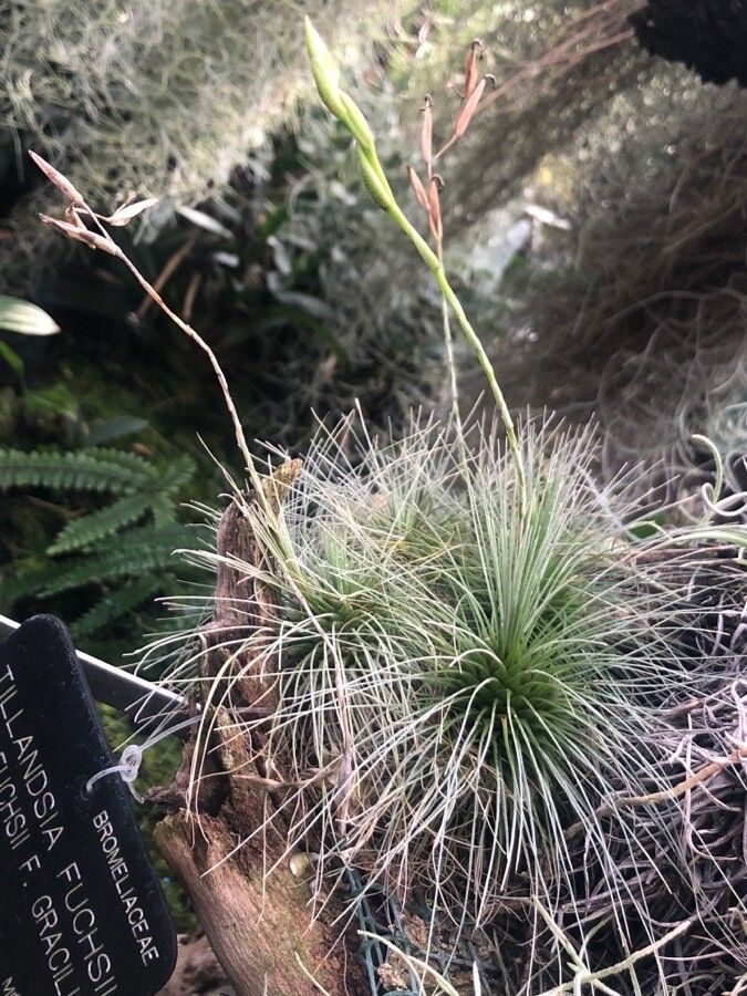 Tillandsia fuchsii