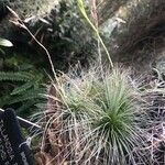 Tillandsia fuchsii