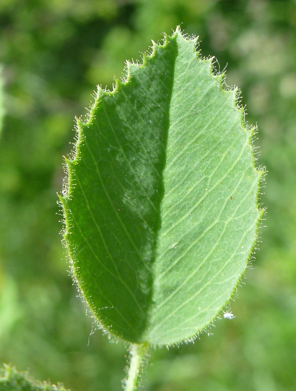 Medicago ciliaris leaf