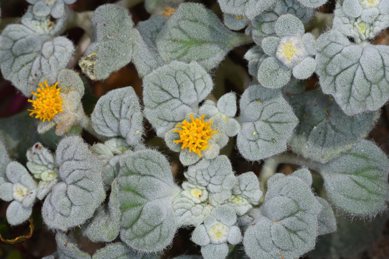 Psathyrotes ramosissima — houseplant care guide