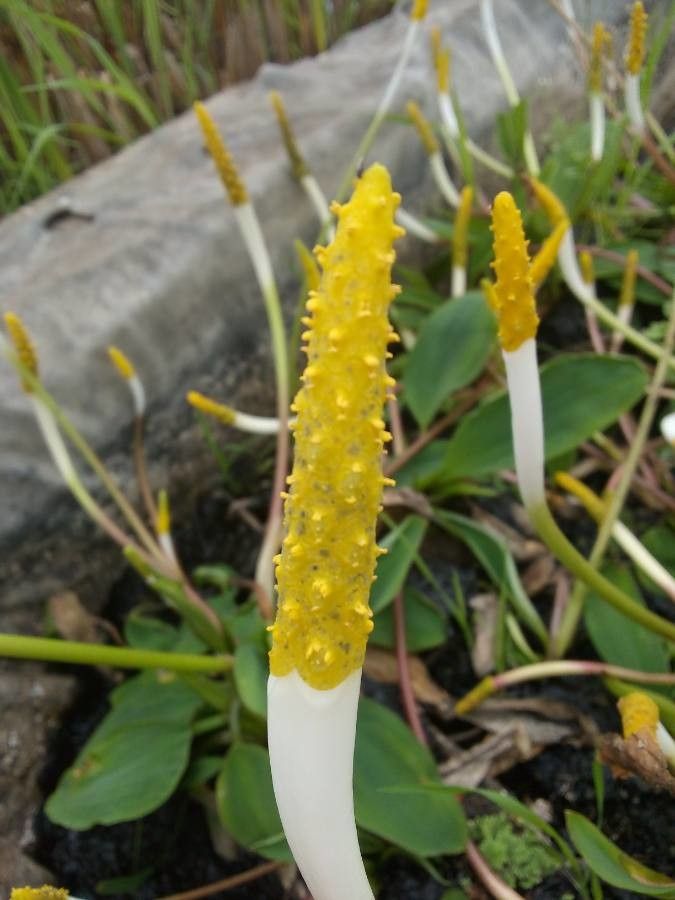 Orontium aquaticum flower