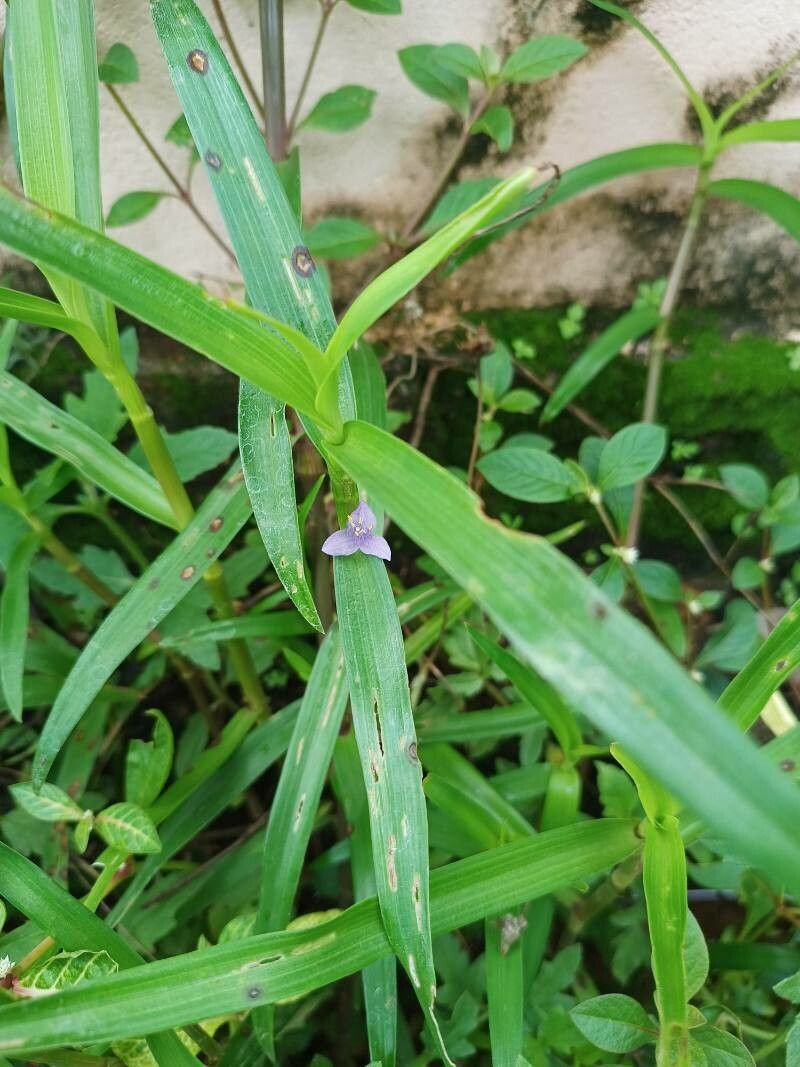 Cyanotis axillaris — related species from the same genus