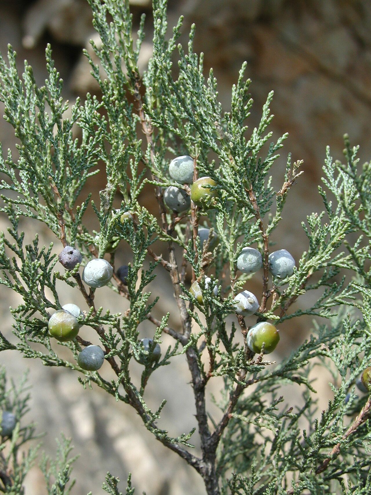 Juniperus excelsa fruit