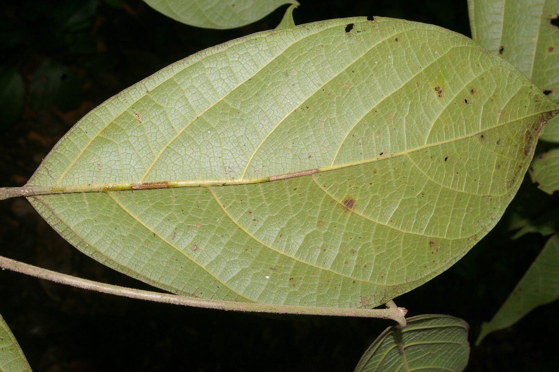 Ocotea valerioides — houseplant care guide