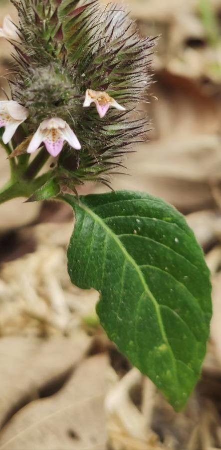 Lepidagathis incurva — houseplant care guide