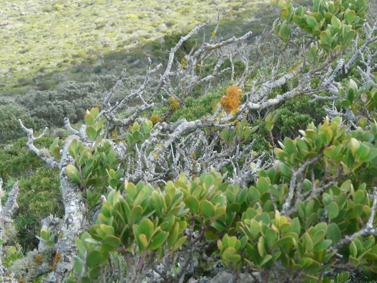 Euclea racemosa leaf