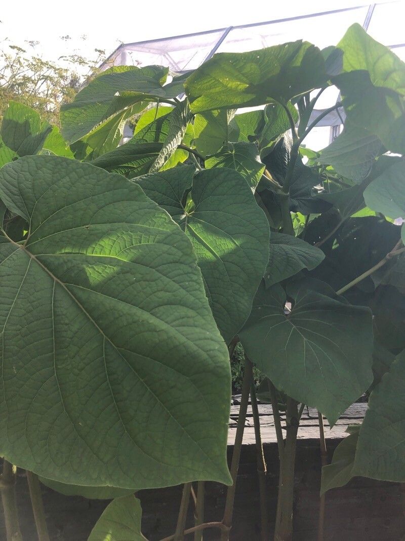 Piper sanctum — houseplant care guide