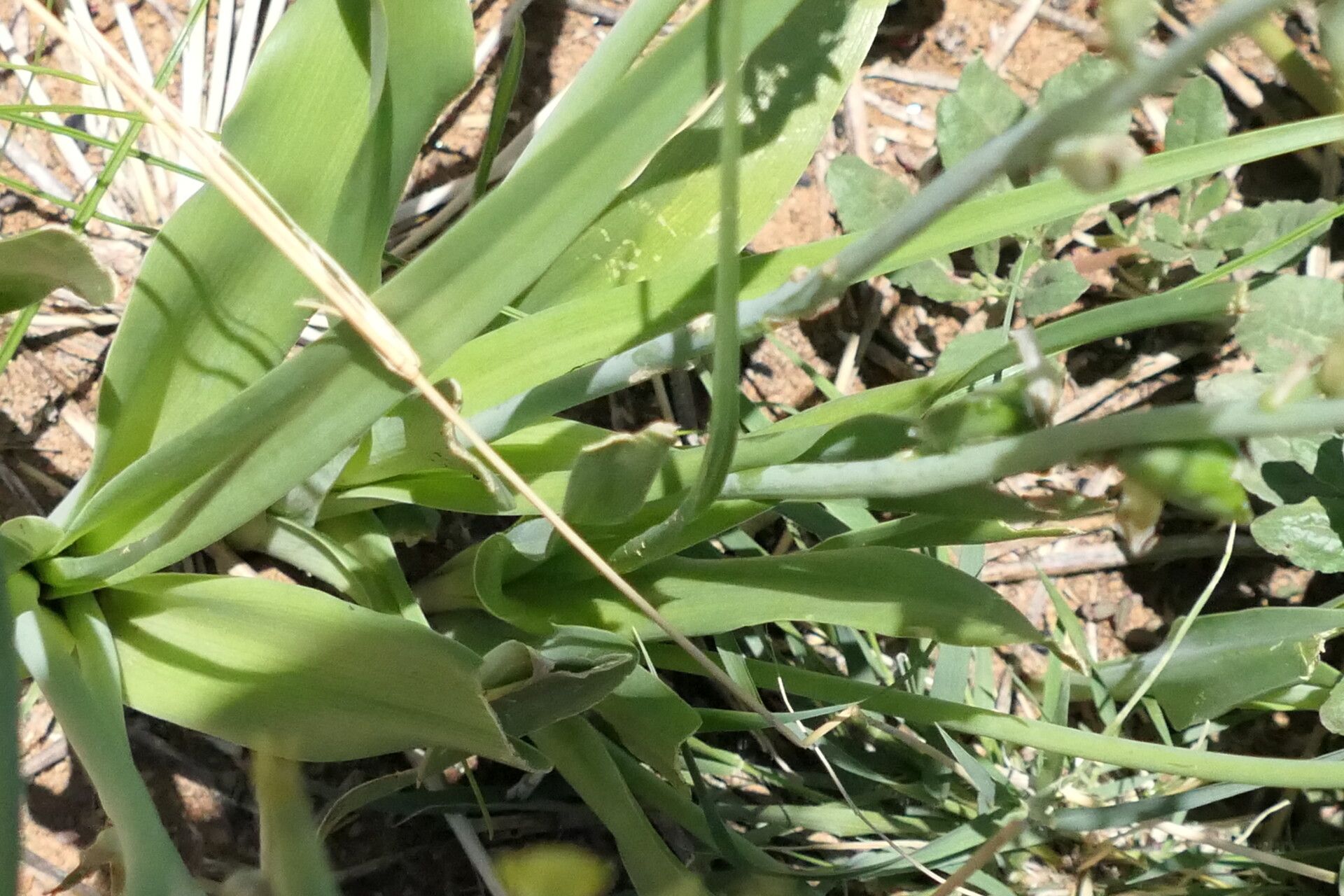 Dipcadi bakerianum — related species from the same genus