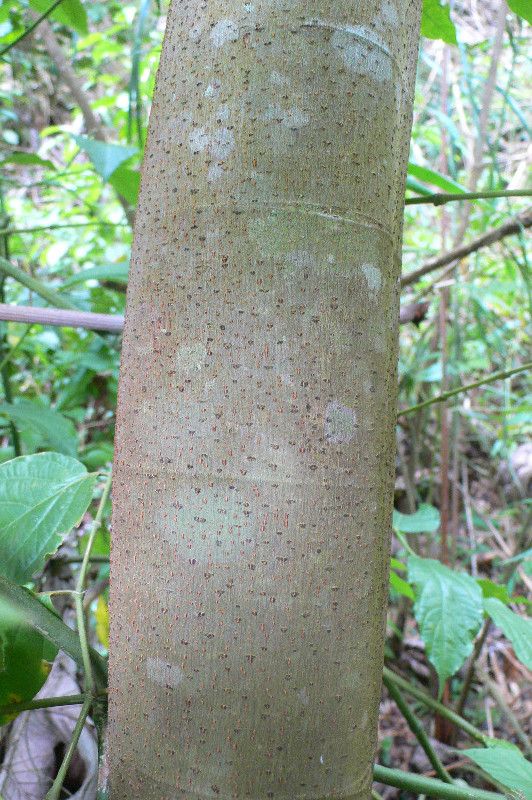 Cecropia obtusa bark