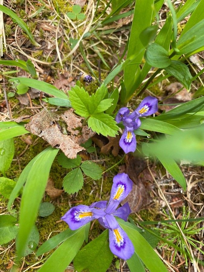 Iris lacustris flower