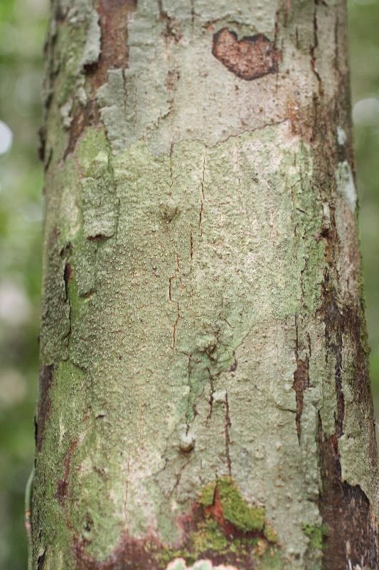 Couratari guianensis bark
