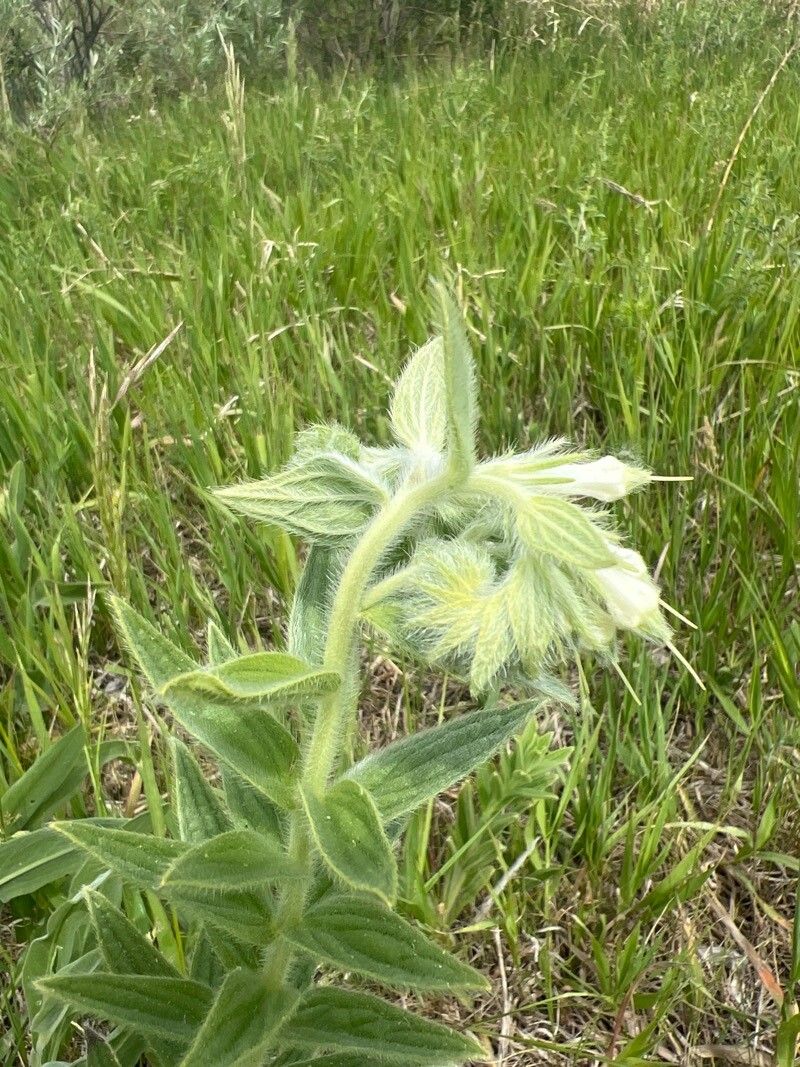 Lithospermum molle flower