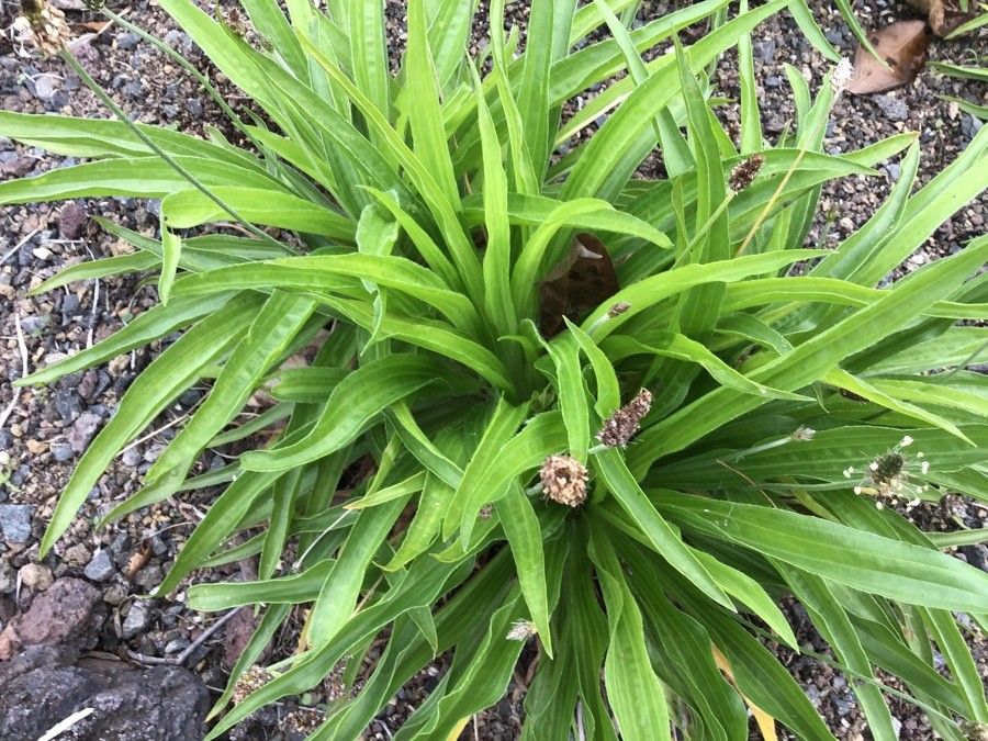 Plantago leiopetala — search result for 'Plantago'
