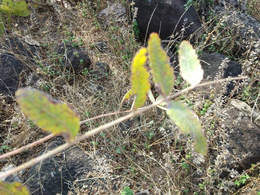 Boswellia serrata — related species from the same genus