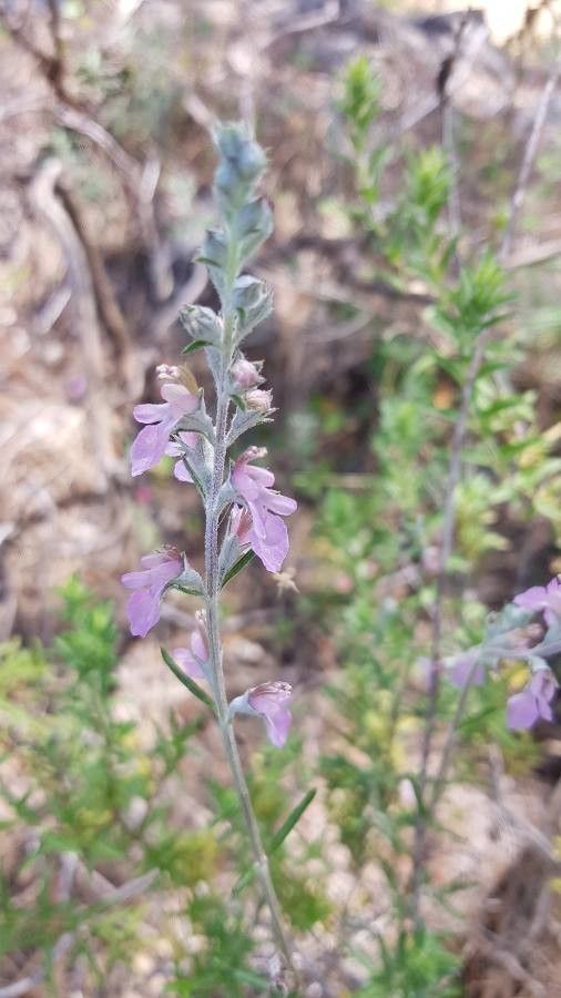 Teucrium creticum flower