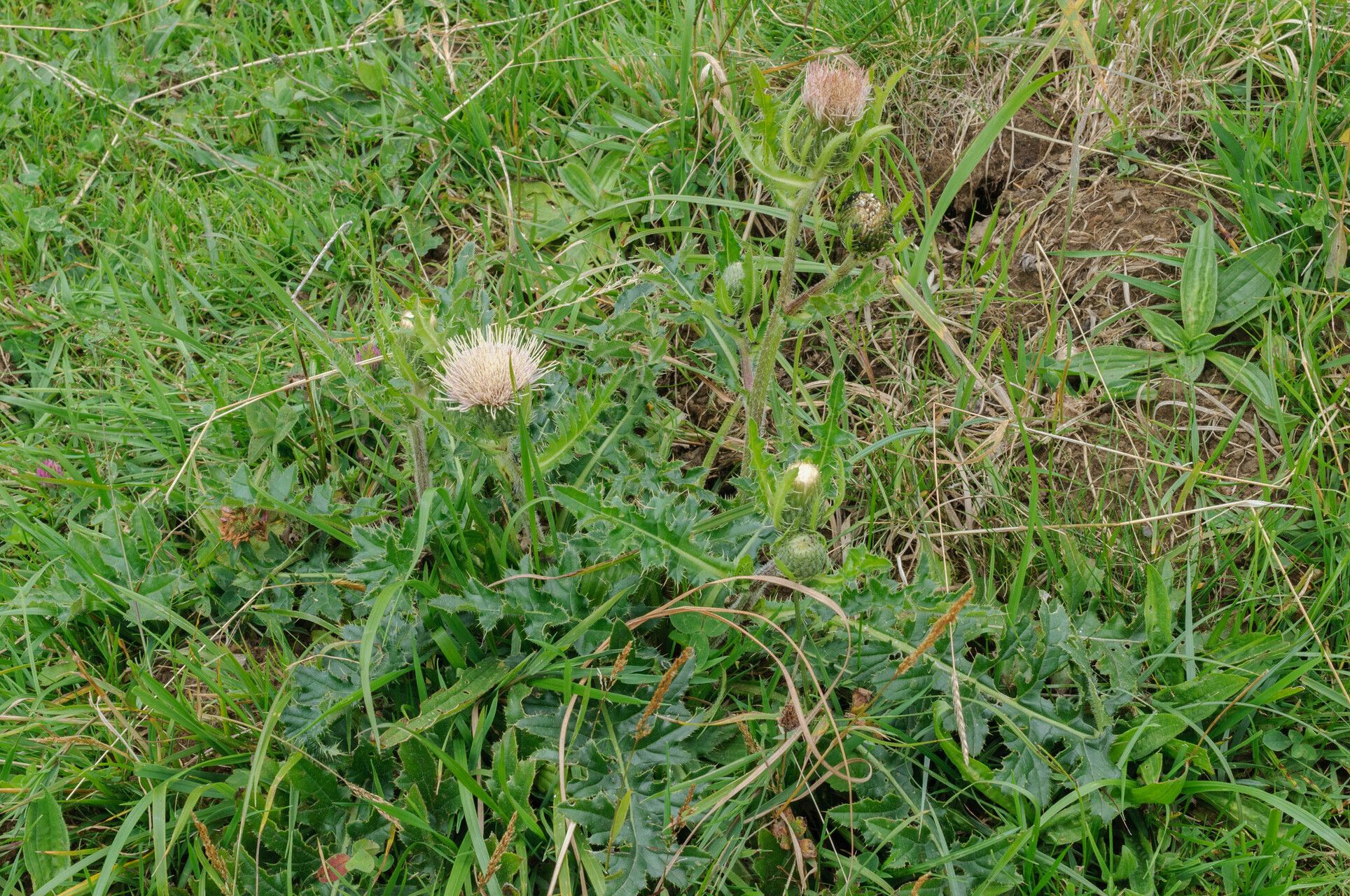 Cirsium × rigens habit