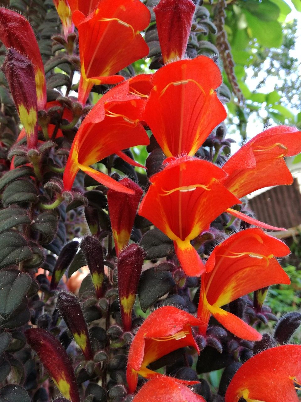 Columnea microcalyx flower