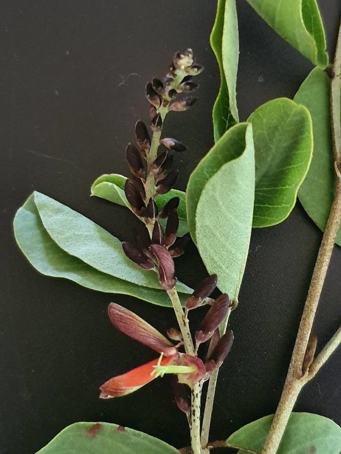 Indigofera binderi flower