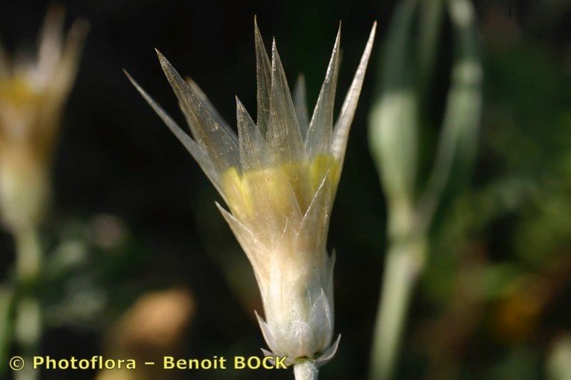 Catananche lutea fruit