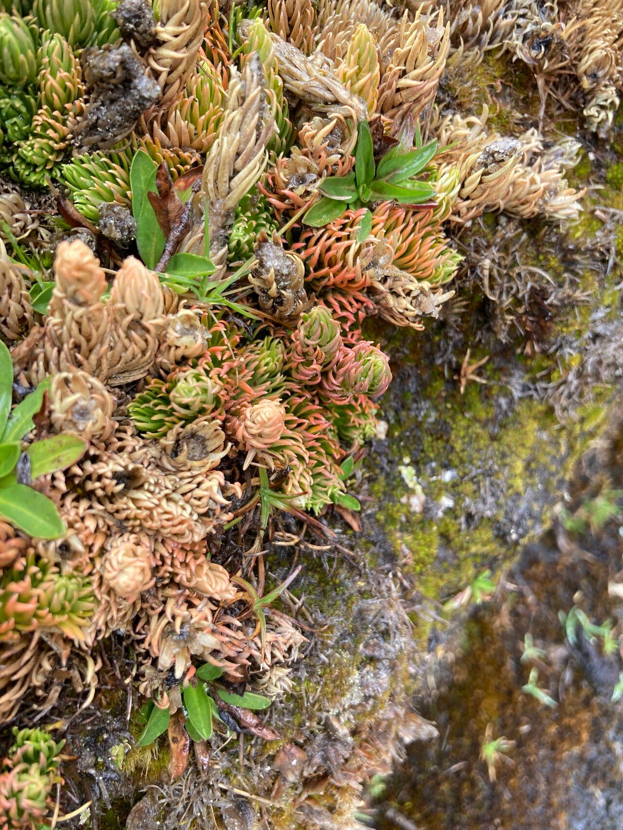 Huperzia andina leaf