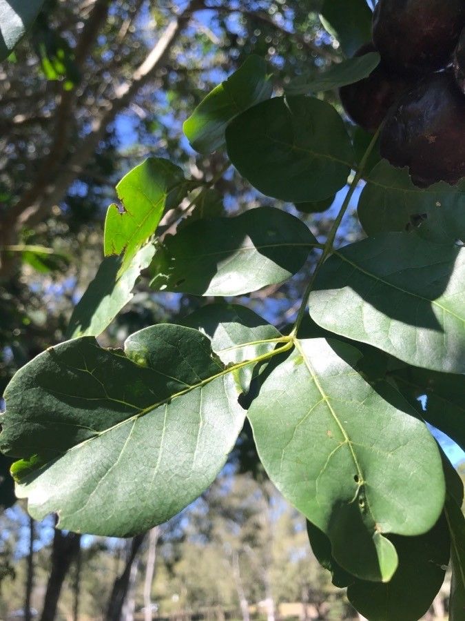 Pleiogynium timoriense — search result for 'Anacardiaceae'