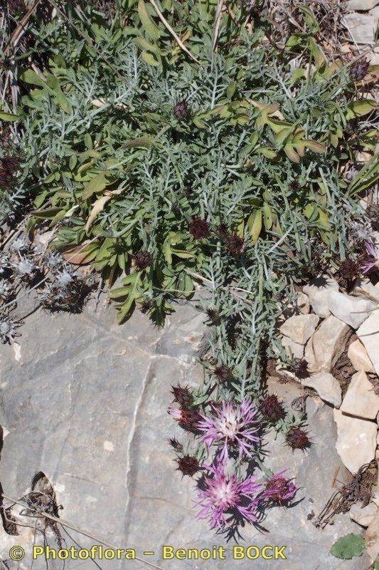 Centaurea resupinata habit