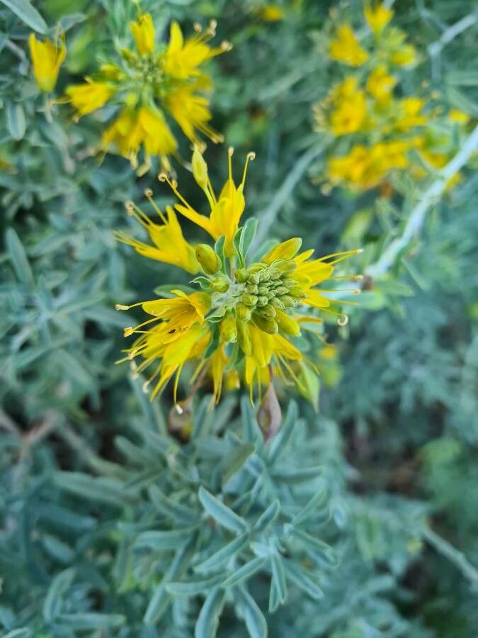 Peritoma arborea flower