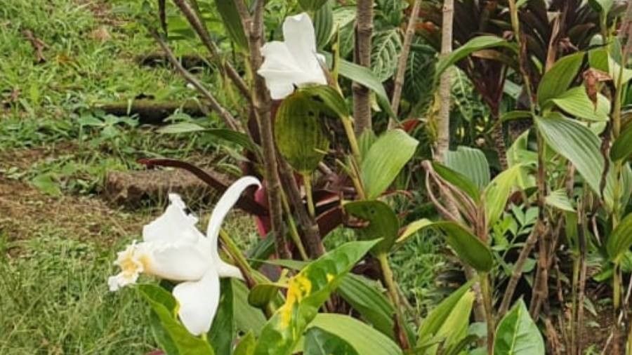Sobralia leucoxantha flower