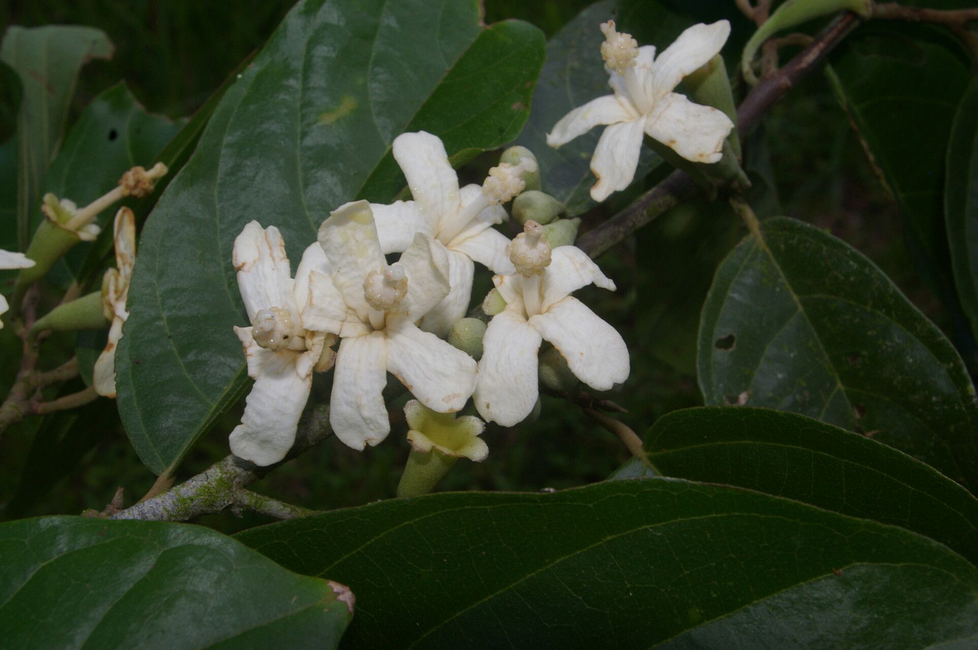 Quararibea stenophylla flower