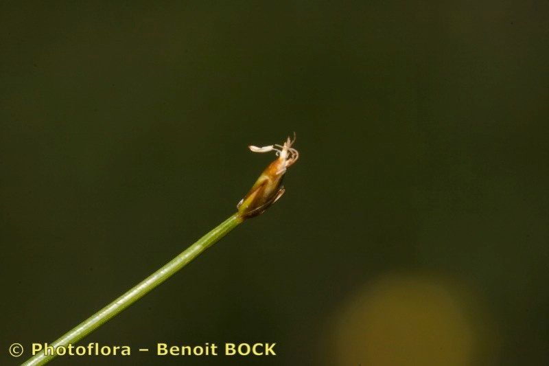 Trichophorum pumilum fruit