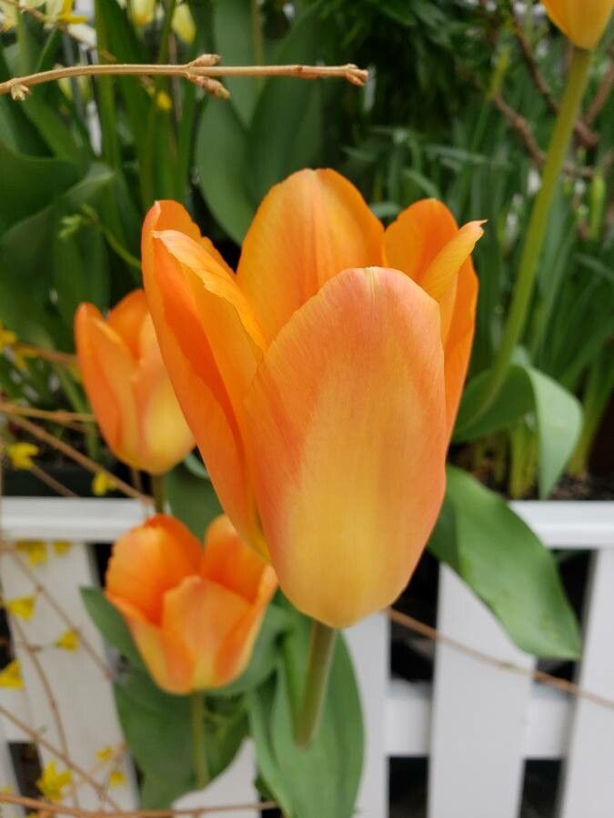 Tulipa fosteriana flower