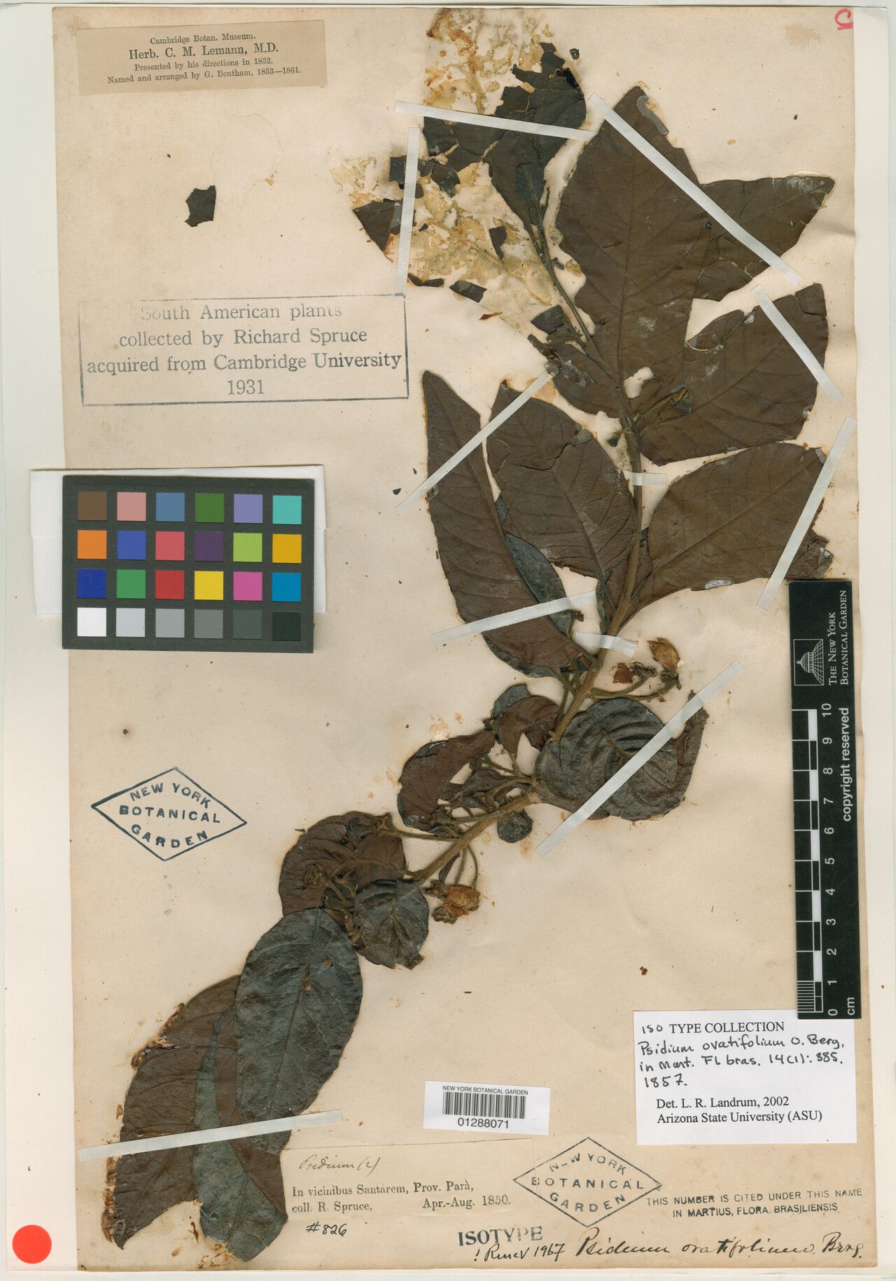 Psidium densicomum fruit