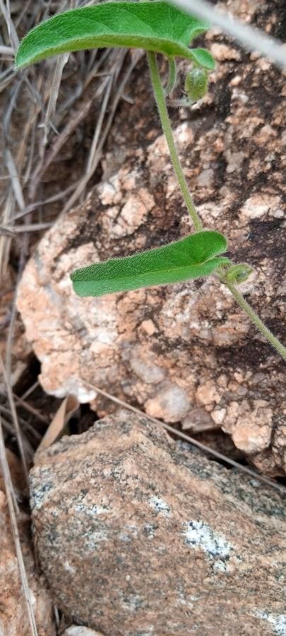 Ipomoea mombassana — search result for 'Ipomoea'