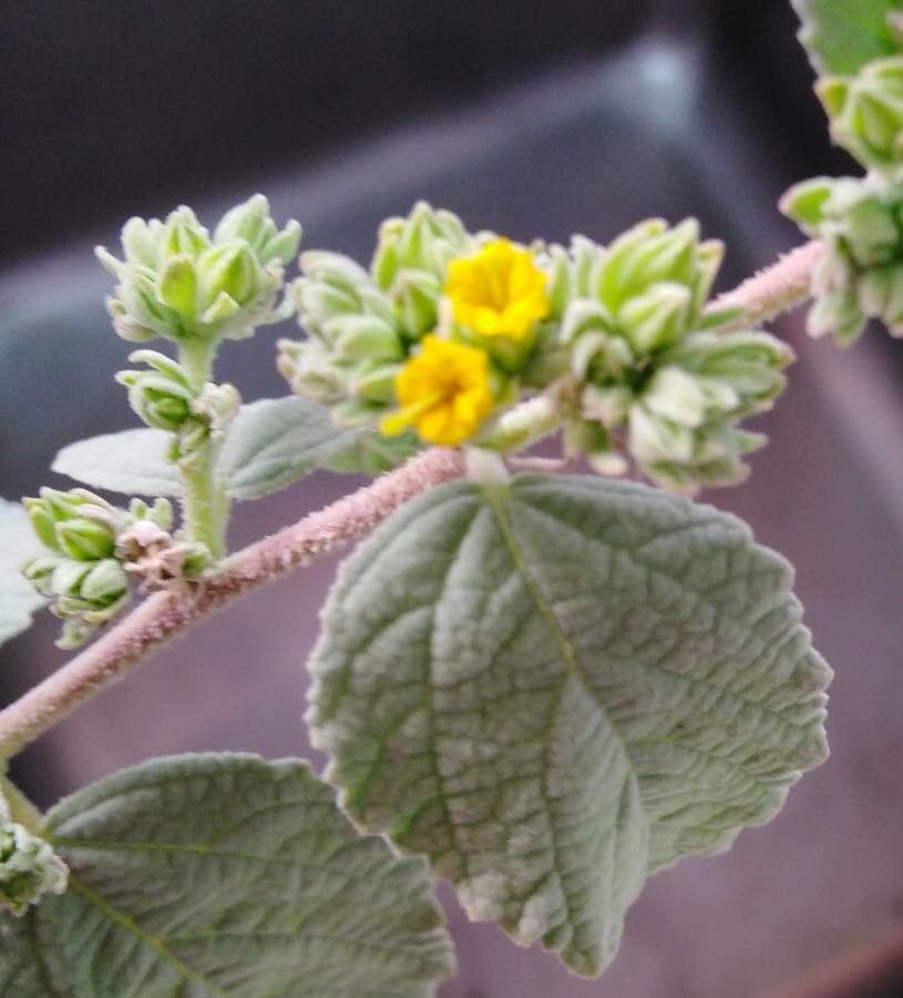 Waltheria ovata flower
