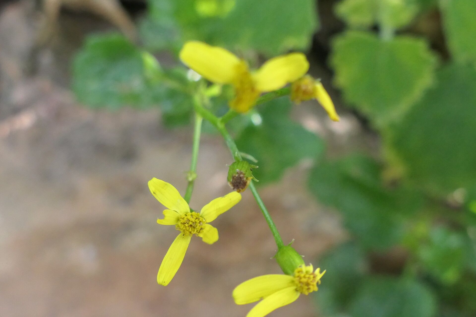 Senecio voigtii flower
