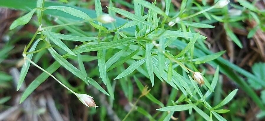 Stellaria longifolia flower