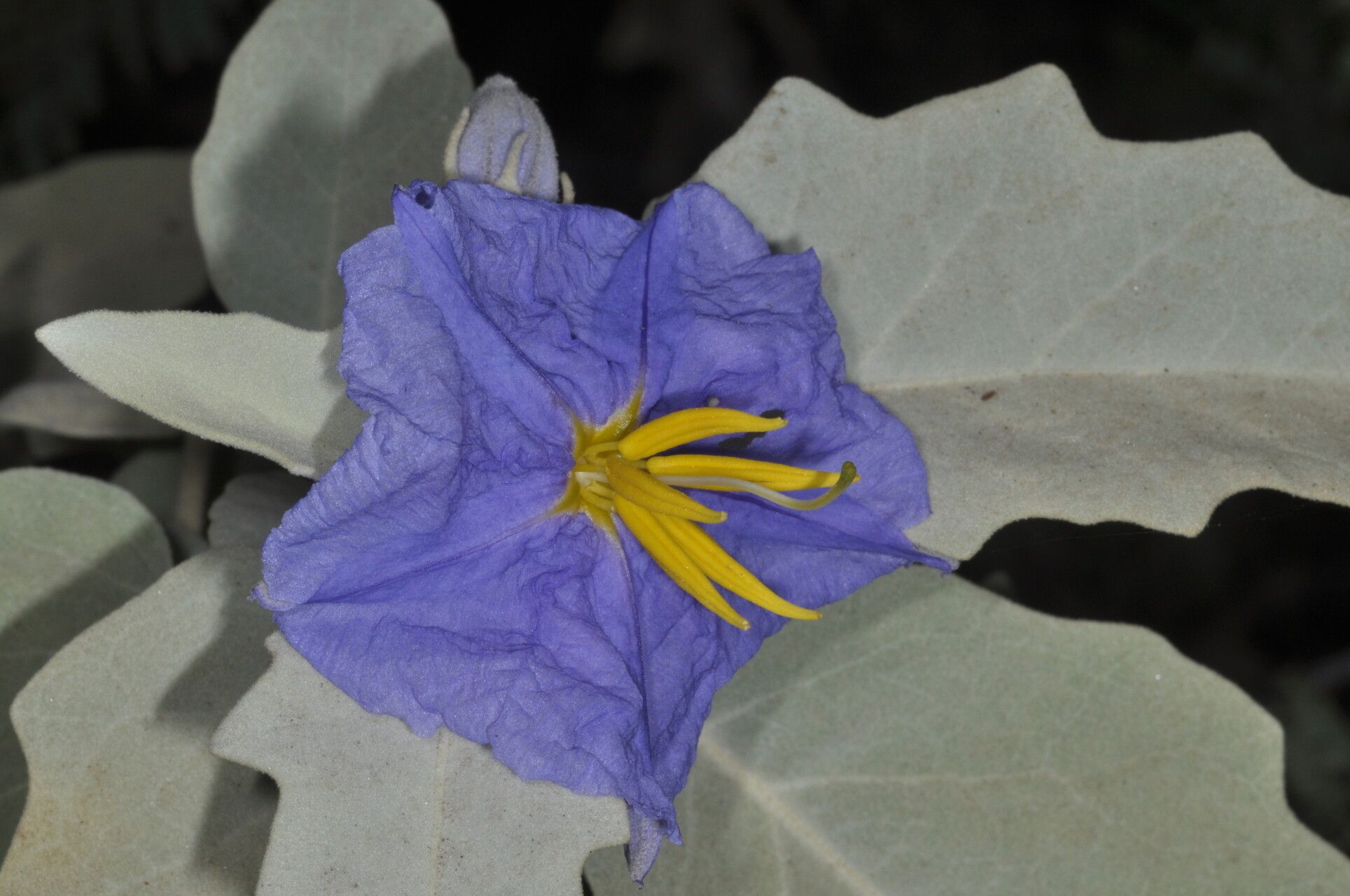 Solanum mortonii flower