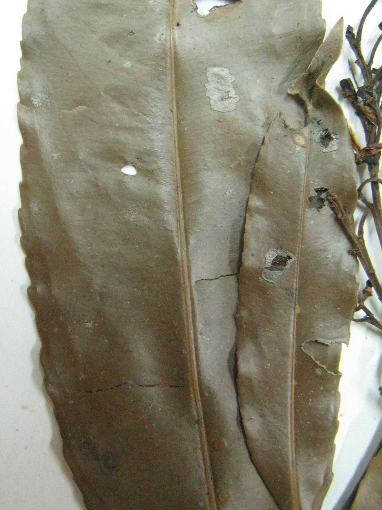 Ouratea francinae other