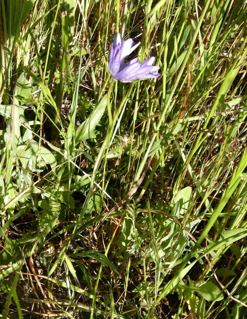 Dichelostemma congestum habit
