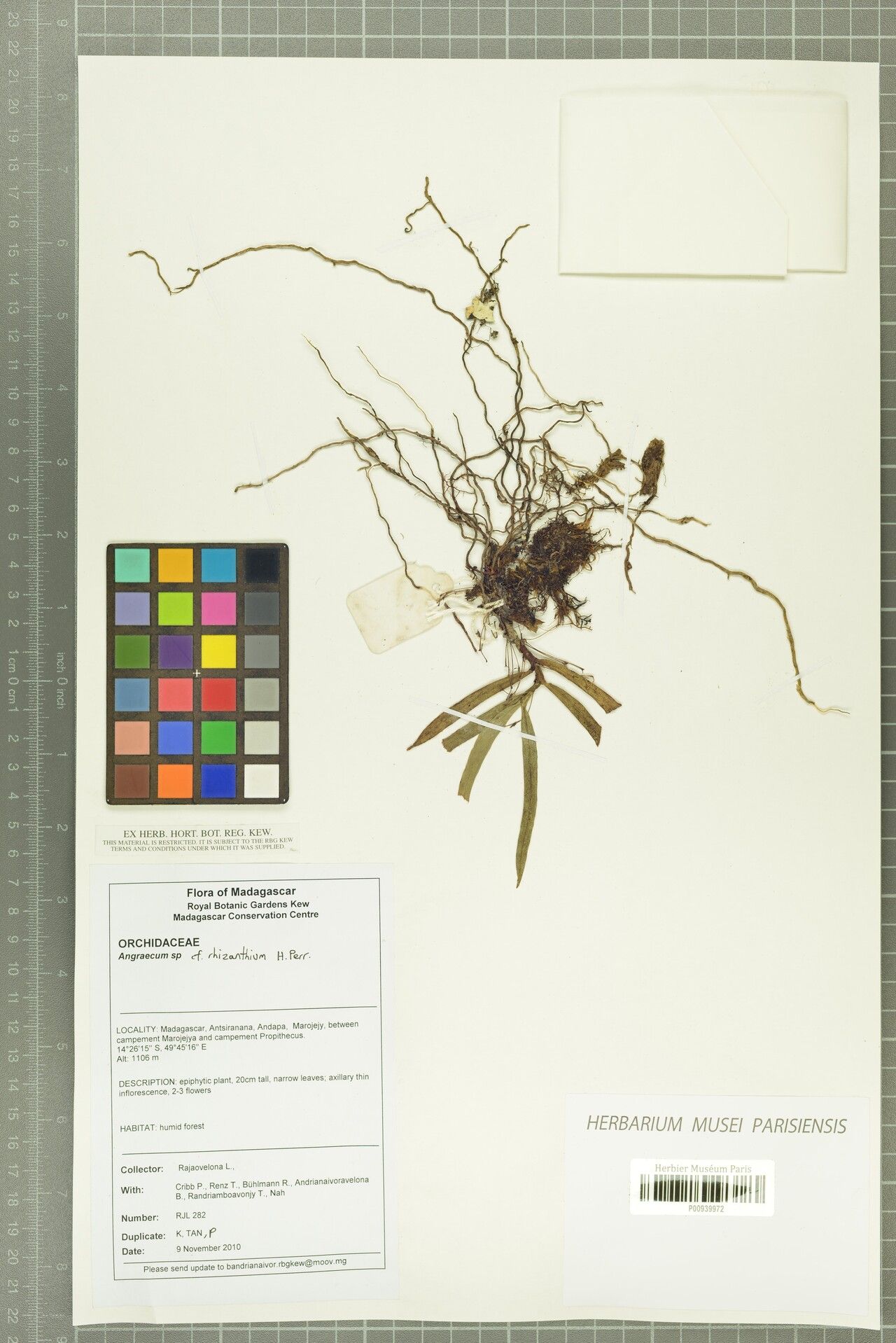 Angraecum rhizanthium — houseplant care guide