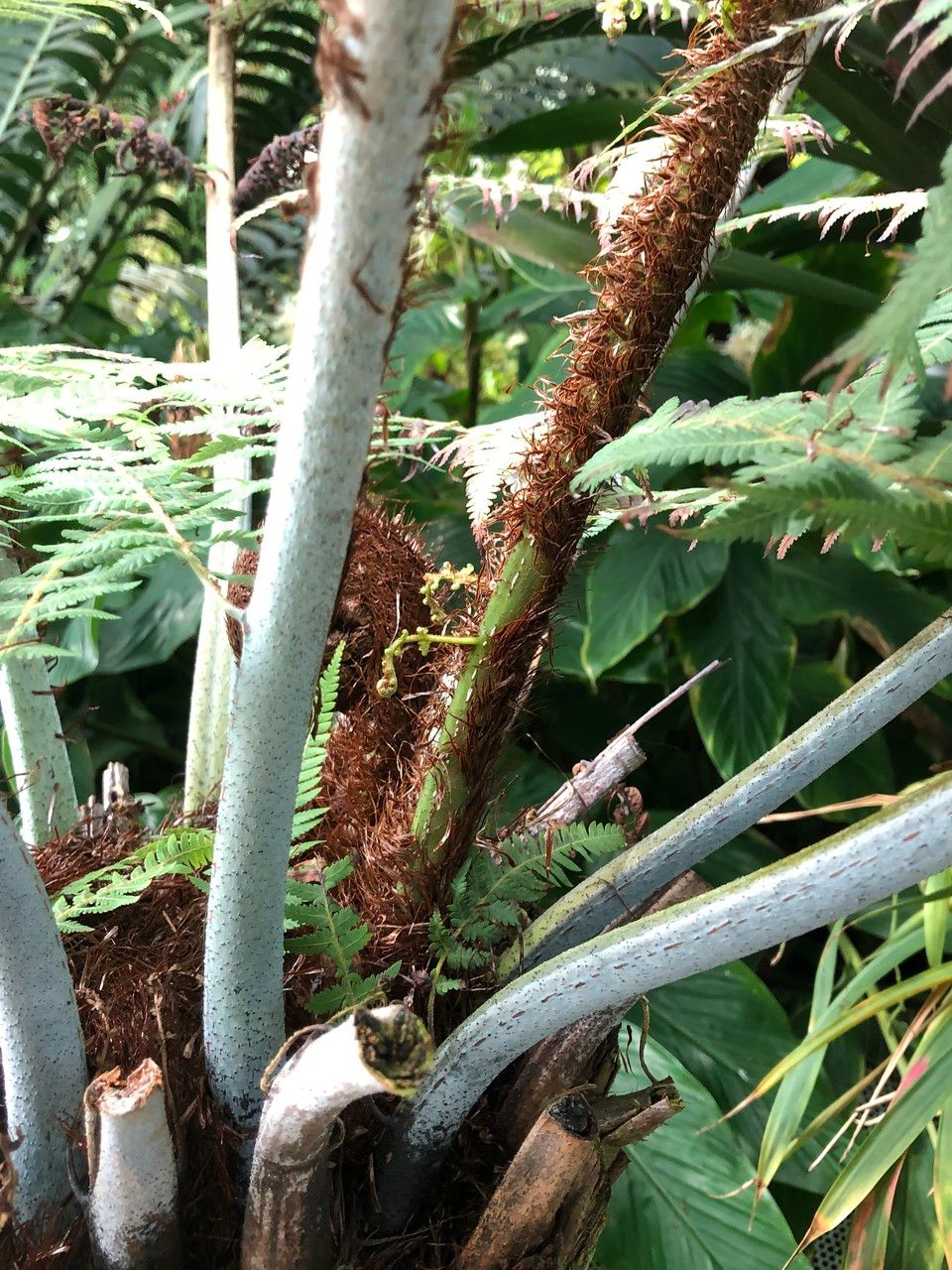 Sphaeropteris glauca bark
