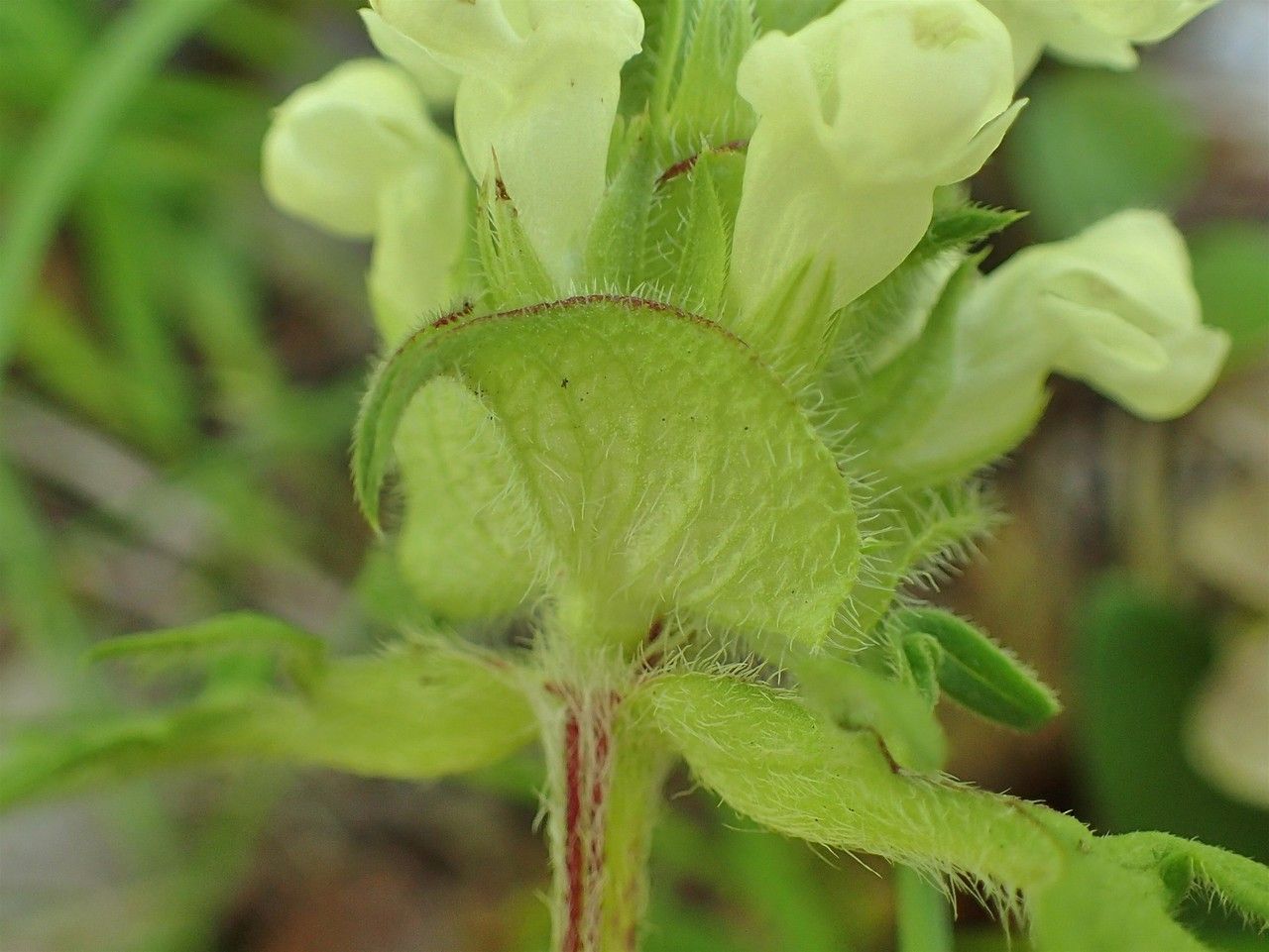 Prunella laciniata fruit