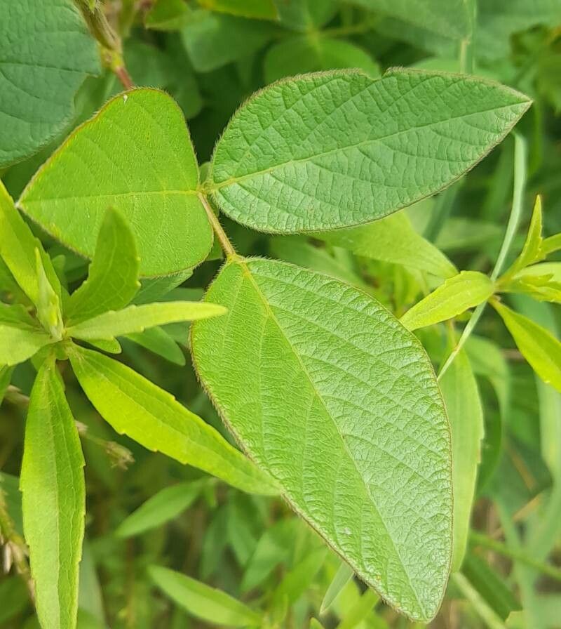 Desmodium subsericeum leaf