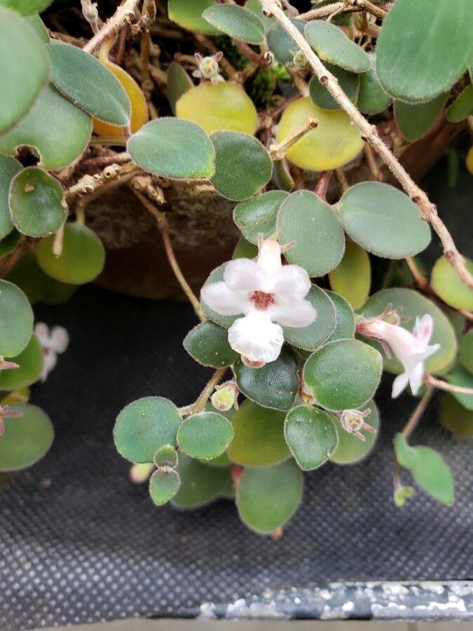Codonanthe devosiana flower