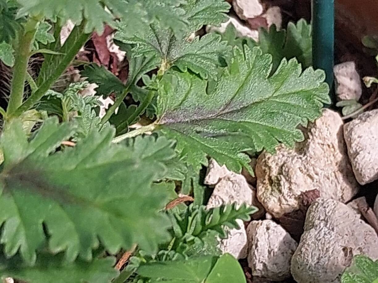 Pelargonium caucalifolium leaf