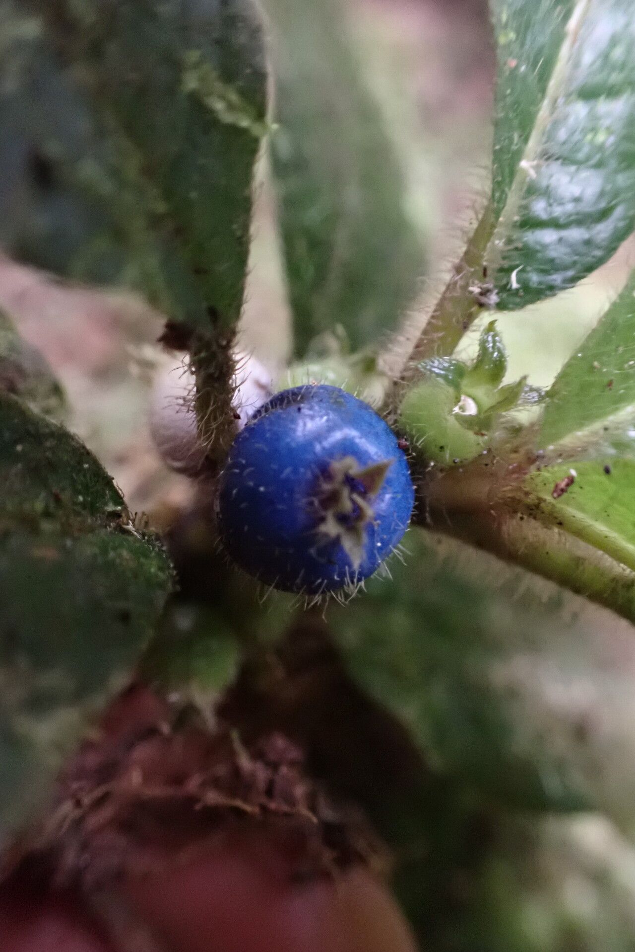 Lasianthus repens fruit